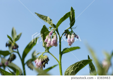 Comfrey Comfrey 8369463
