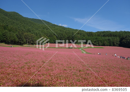 Minowa紅蕎麥麵沒有佐藤 8369505