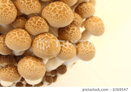 Beech Shimeji 8369547