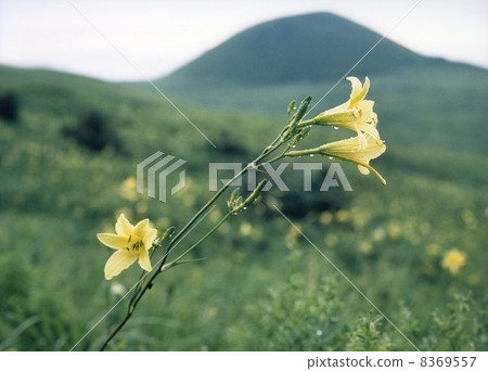 Yuusube flower 8369557