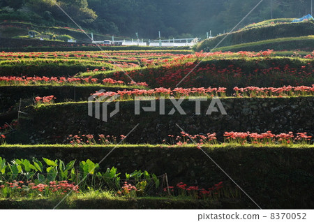 梯田和松針 8370052