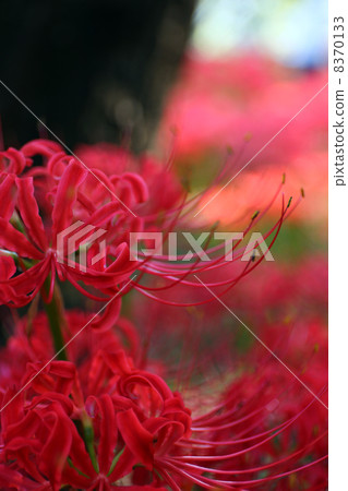 Cluster amaryllis 8370133