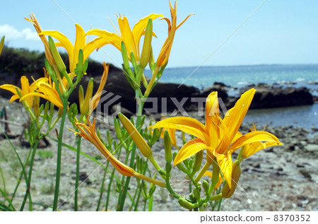 在大島崎海岸的Hamakanzou（沖繩海灘） 8370352