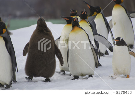 Winter walk Winter walk 8370433