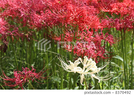 Pearl red in a drawstring 8370492