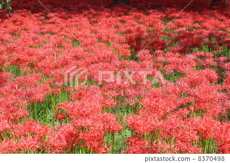 Pearl red in a drawstring 8370498