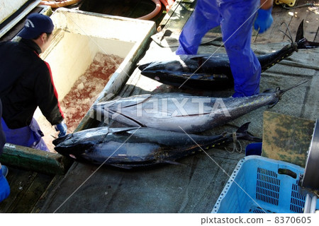 金槍魚延繩釣 8370605