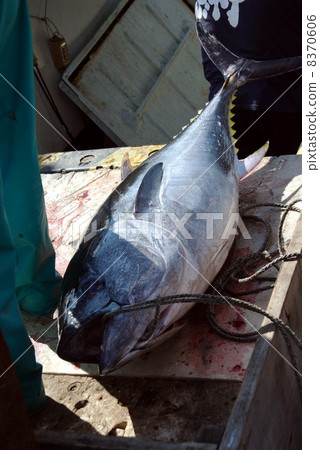 金槍魚延繩釣 8370606