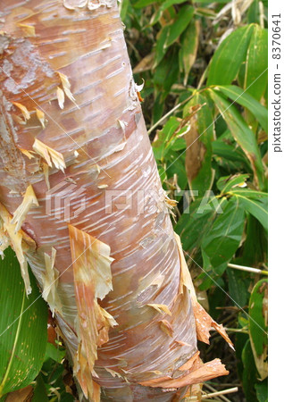 The bark of Erman's Birch The bark of Erman's Birch 8370641