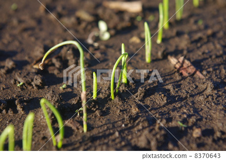 Germination of onion Germination of onion 8370643