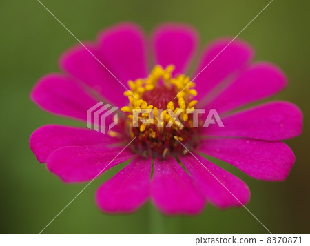Flowers 8370871