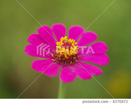 Flowers 8370872