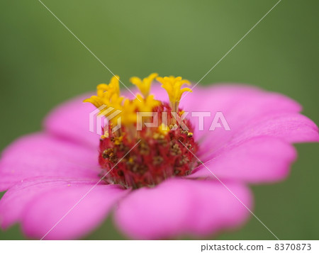 Flowers 8370873