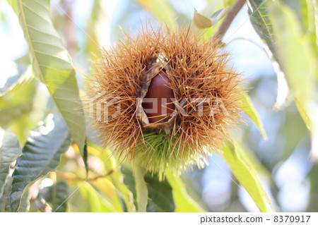 Chestnut Chestnut 8370917