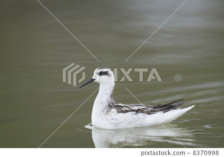 Raccoon leaf beetle Raccoon leaf beetle 8370998