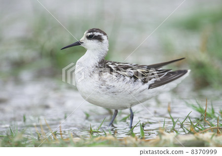 Raccoon leaf beetle Raccoon leaf beetle 8370999