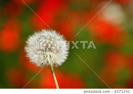 蒲公英蒲公英 蒲公英蒲公英 8371242