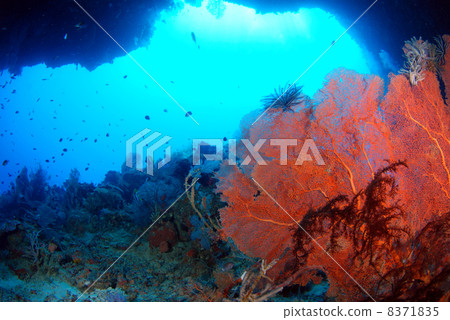 Cave coral 8371835