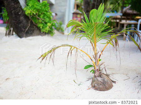 Coconut sprout growing on a white tropical beach Coconut sprout growing on a white tropical beach 8372021