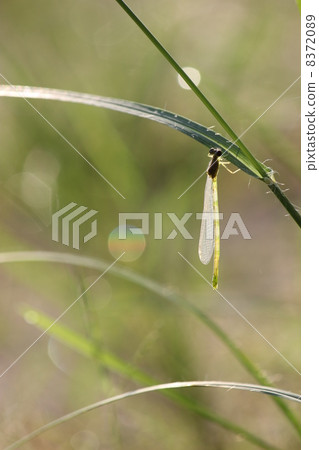 The first morning The first morning 8372089