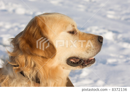 Golden Retriever on white snow 8372136
