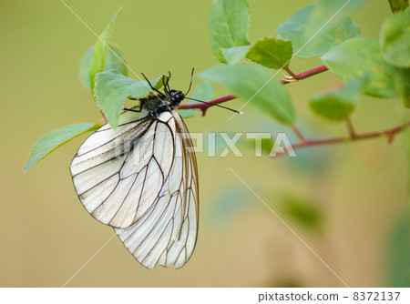 White butterfly on the tree branch 8372137