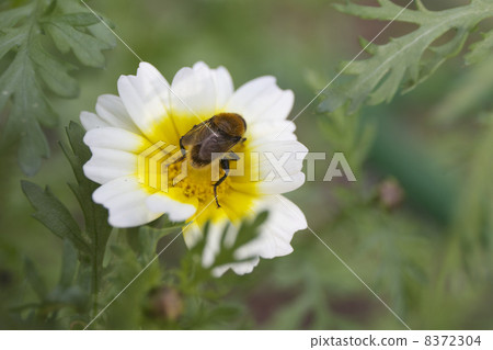 Chrysanthemum and honey bees 8372304