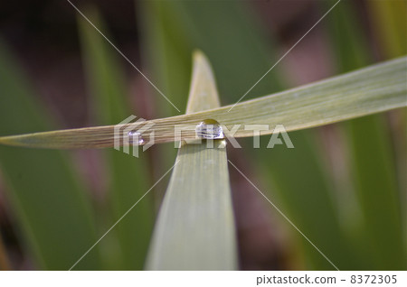 Leaves and water drops 2 8372305