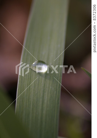 Leaves and water droplets 3 Leaves and water droplets 3 8372306