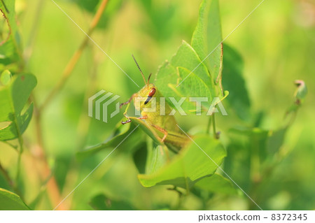 巴坦加粳稻幼蟲 巴坦加粳稻幼蟲 8372345