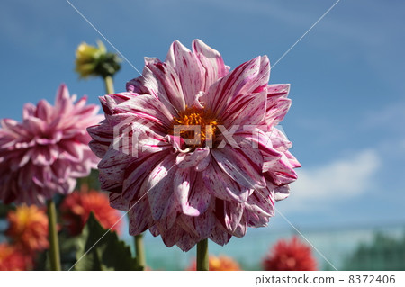 Dahlia 8372406