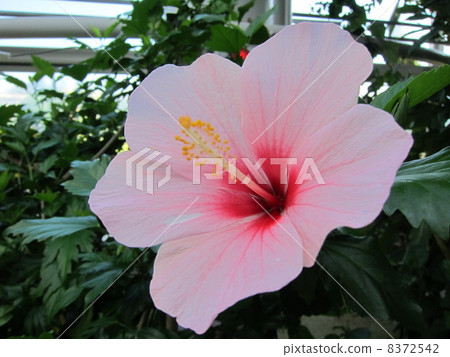Hibiscus 8372542