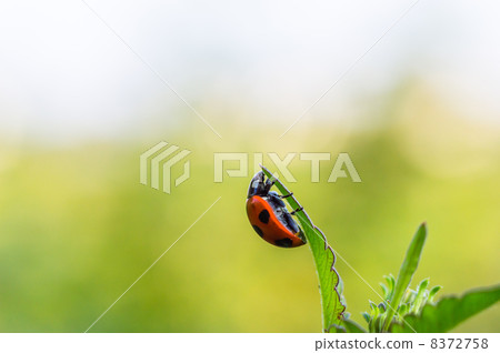 Ladybug Ladybug 8372758