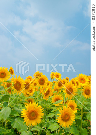 sunflower sunflower 8372910