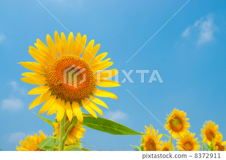 sunflower sunflower 8372911