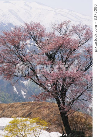 Taraguchi Pass的一棵櫻花樹 Taraguchi Pass的一棵櫻花樹 8373090
