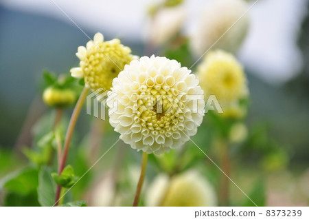 Dahlia flower 8373239