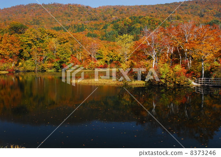 Autumn of Jizo swamp Autumn of Jizo swamp 8373246