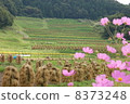 大山的水稻梯田 8373248