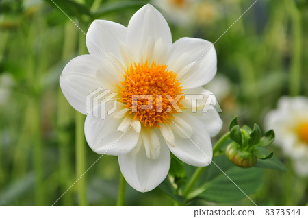 Dahlia flower 8373544