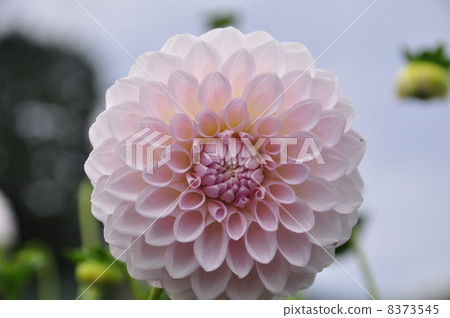 Dahlia flower 8373545