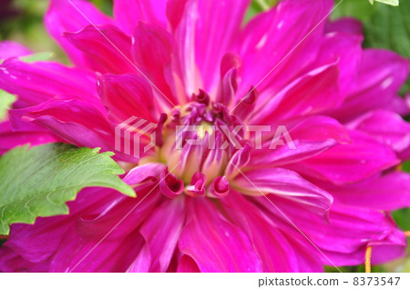 Dahlia flower 8373547