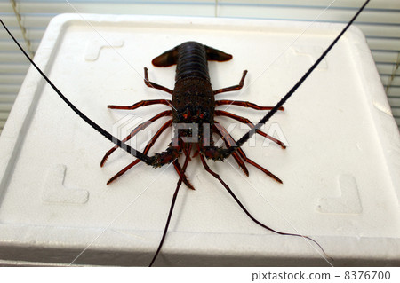 Ise ebiku live fish live lobster 8376700