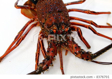 Ise ebiku live fish live lobster 8376701