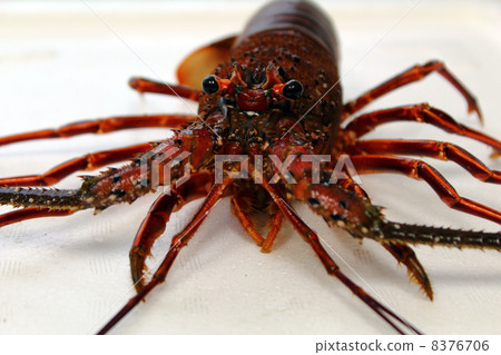 Ise ebiku live fish live lobster 8376706
