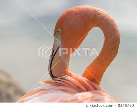 火烈鳥 8376750