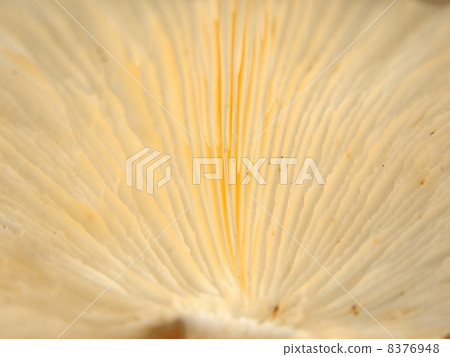 Behind the shiitake mushroom 8376948