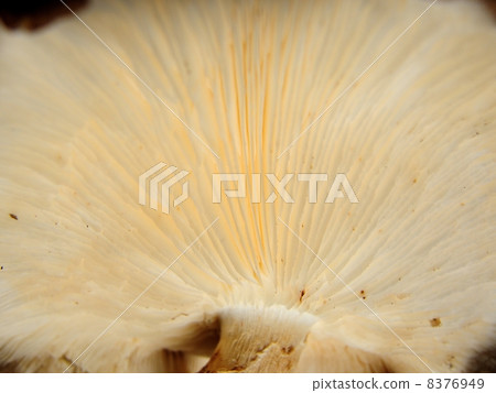 Behind the shiitake mushroom 8376949