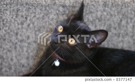 Cat Cat 8377147