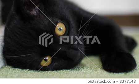 Cat Cat 8377148